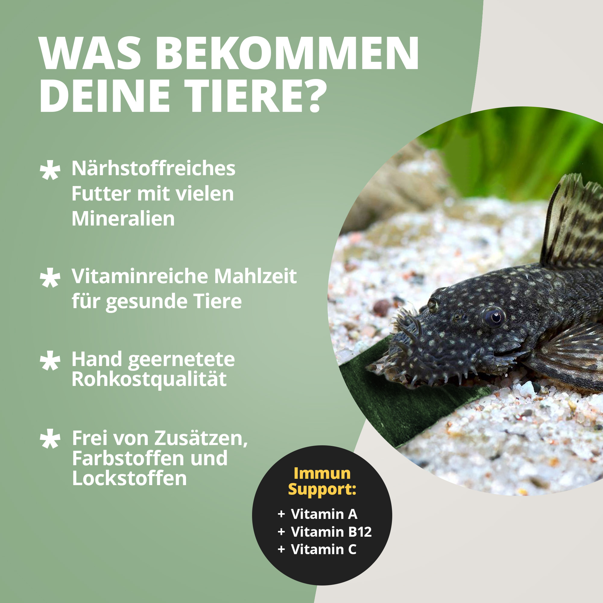 Saugwels am Aquarienboden mit Futterblatt